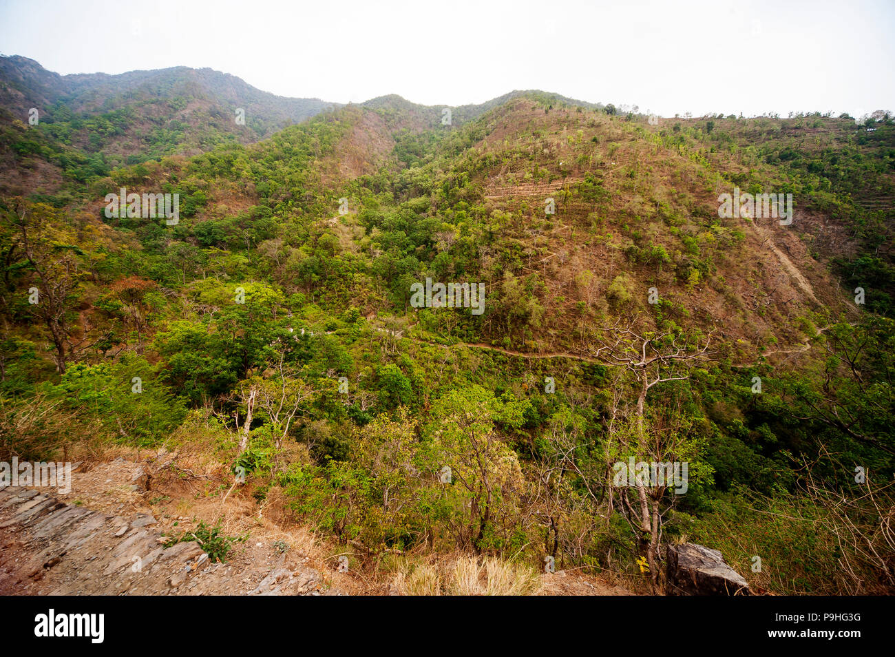 Una fitta foresta a valle Nandhour, Kumaon Hills, Uttarakhand, India Foto Stock