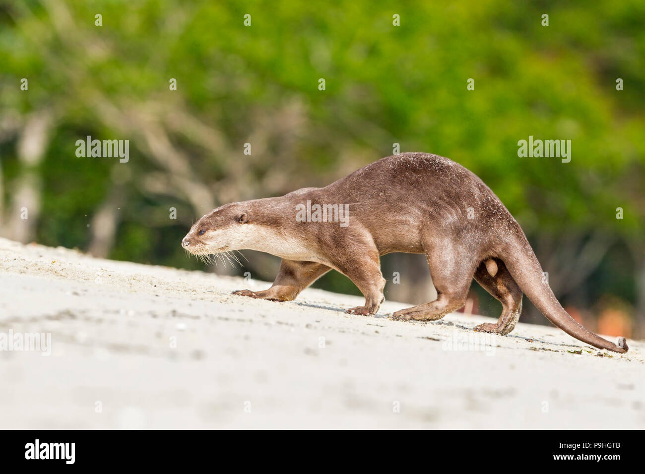 Maschio adulto lisce rivestite di lontra camminando sulla spiaggia, Singapore Foto Stock