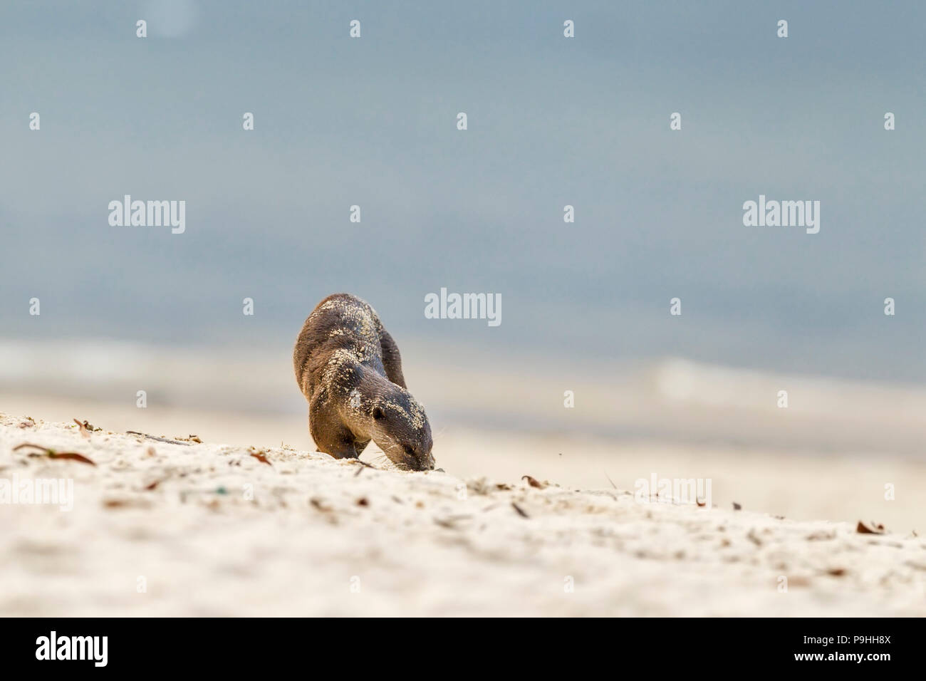 Liscio rivestito di lontra profumo marcatura sulla spiaggia sabbiosa, Singapore Foto Stock