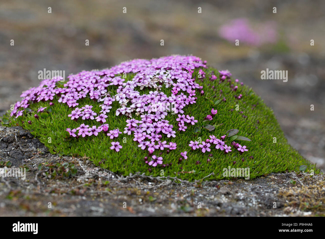 Moss Campion piante e fiori (Silene acaulis), isole Svalbard Foto Stock