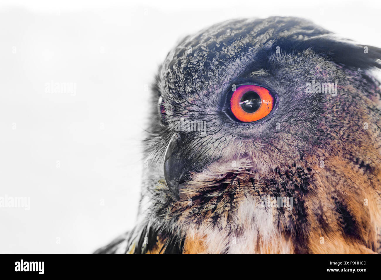 Gufo reale. Bubo bubo Foto Stock
