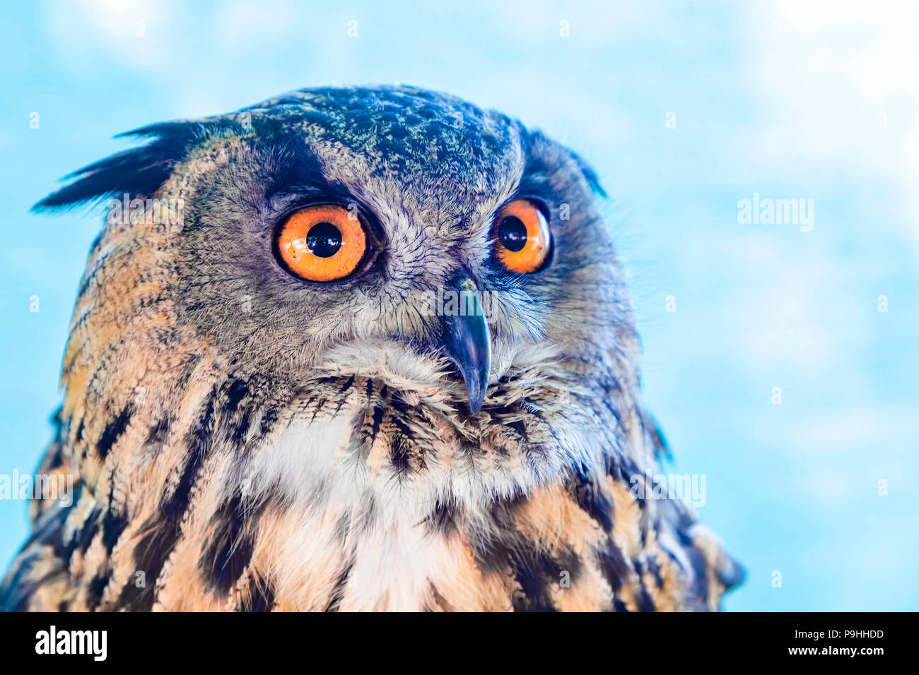 Gufo reale. Bubo bubo Foto Stock