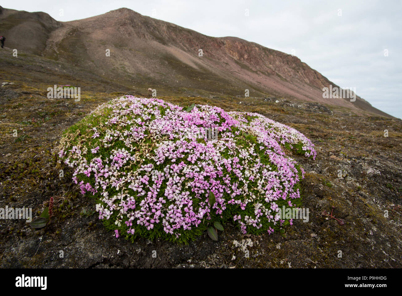 Moss Campion piante e fiori (Silene acaulis), isole Svalbard Foto Stock