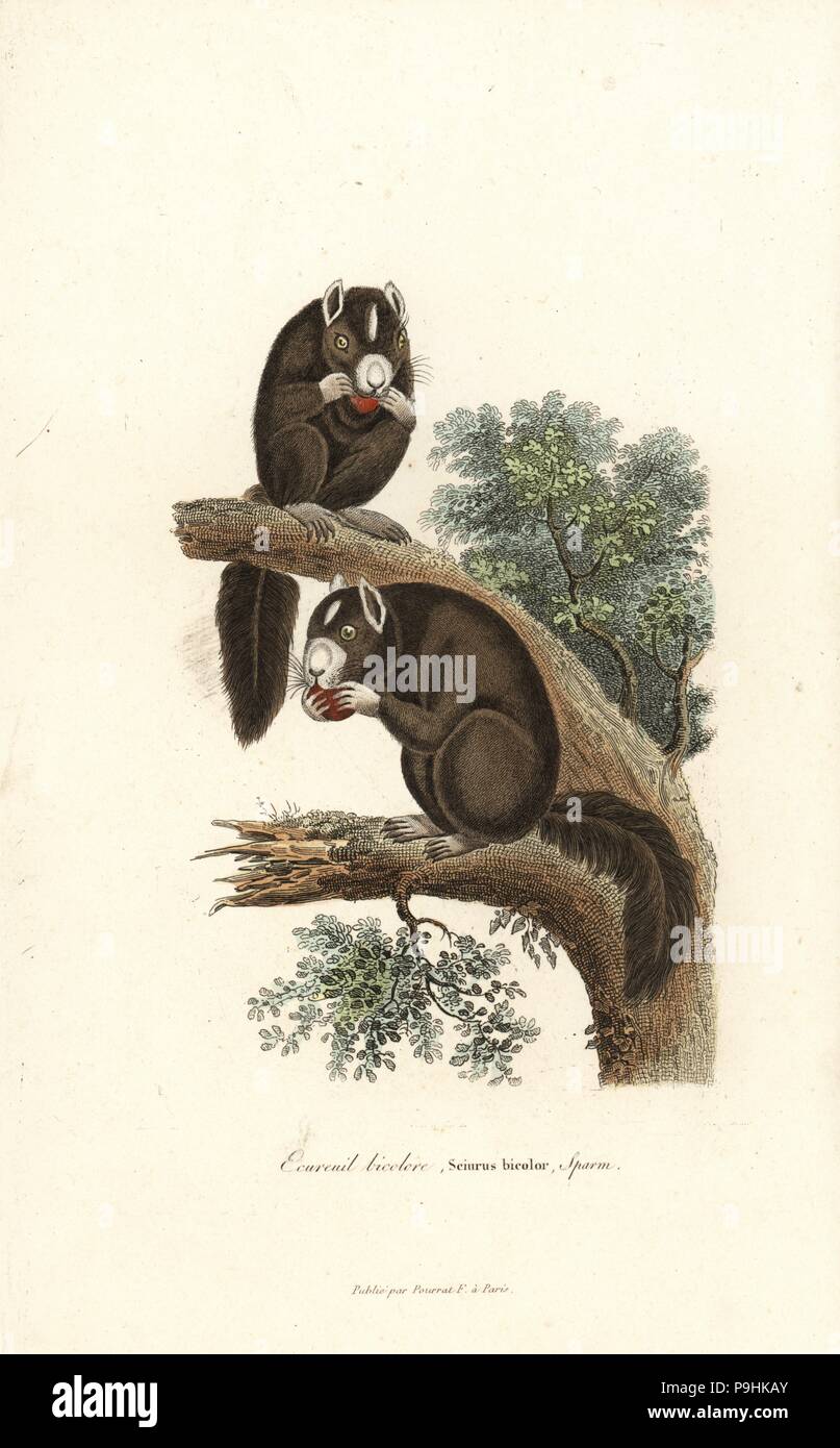 Gigante nero o scoiattolo: la malese scoiattolo gigante, Ratufa bicolor (Sciurus bicolore). Handcolored incisione su rame dal rene Primevere della lezione completa de Buffon, Pourrat Freres, Parigi, 1838. Foto Stock