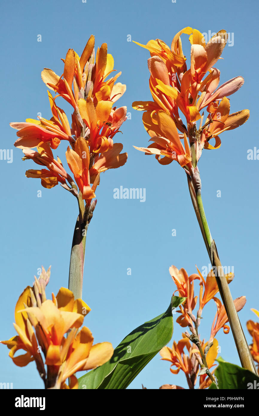 Piante in piena fioritura di floriferous la canna da zucchero, canna indica Foto Stock