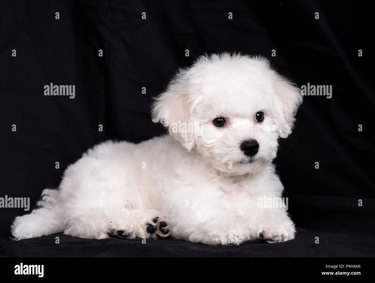 Bichon Frise (parentesi cagnolino) cucciolo. Una piccola razza di cane del Bichon tipo. Il Bichon Frise è un membro del gruppo Non-Sporting di razze di cani in t Foto Stock