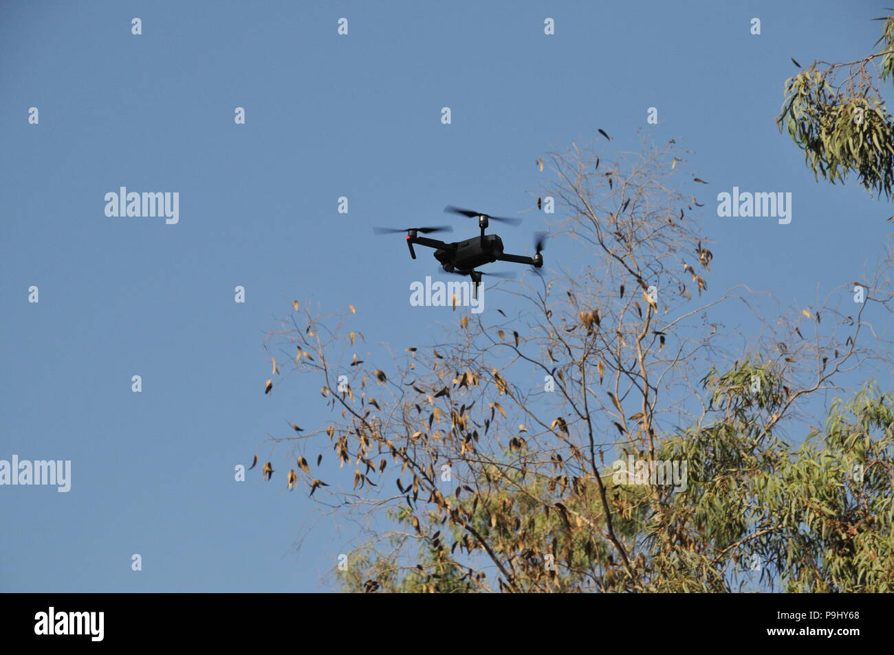 Telecomando Quadrocopter, fuco, con telecamera di volare in una foresta Foto Stock