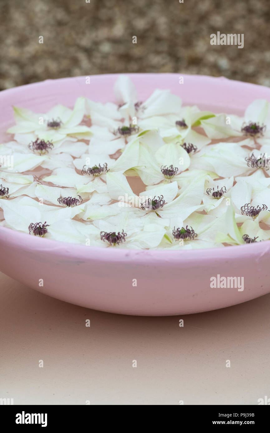 La clematide fiori in un vaso rosa di acqua su un fiore visualizza. Regno Unito Foto Stock