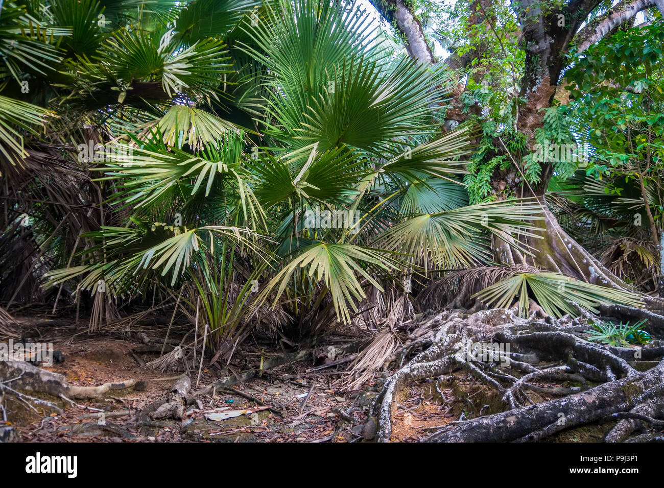 Una grande macchia verde nelle boscaglie impenetrabili della giungla. Foresta pluviale temperata con la felce , Parco Nazionale di Fiordland, Isola del Sud , Nuova Zelanda Foto Stock