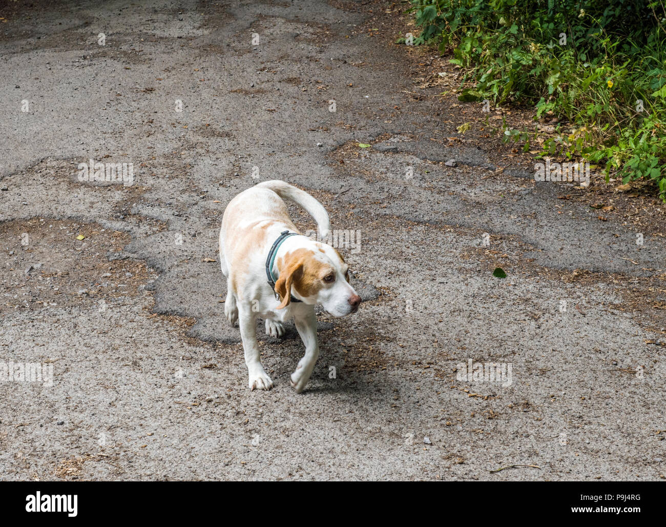 Giovane cane cautamente avvicinando fotografo Foto Stock