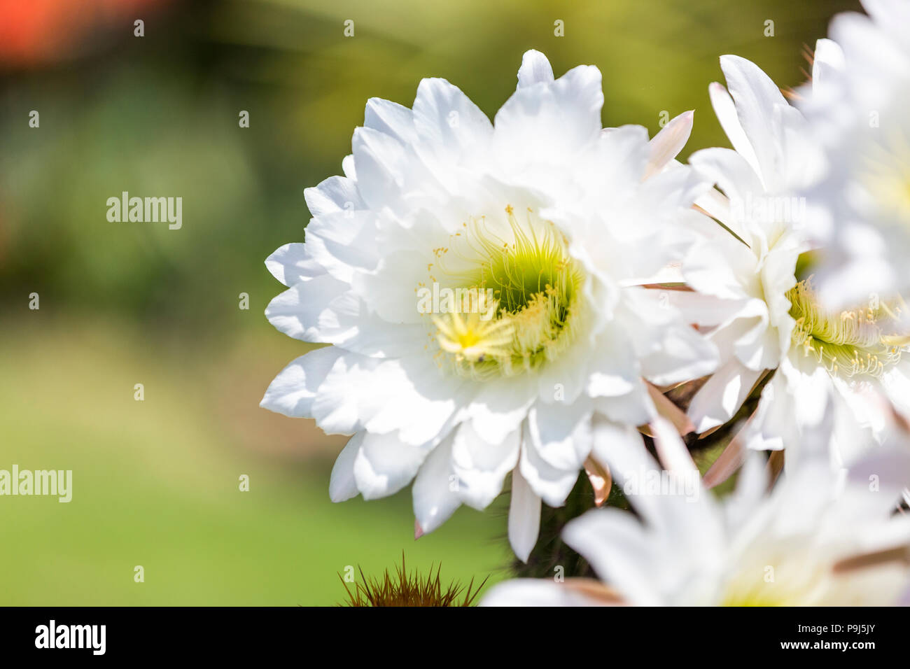 Cactus Bianco fiore in fiore. Foto Stock