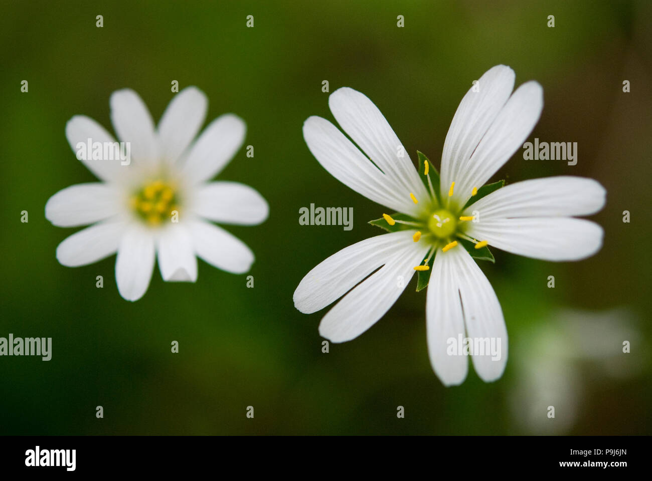 Maggiore stichwort (Stellaria holostea) fiori close-up Foto Stock