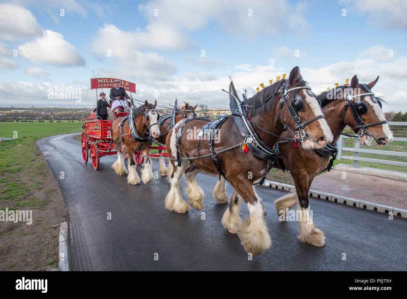 Cavalli Clydesdale tirando un carrello Foto Stock