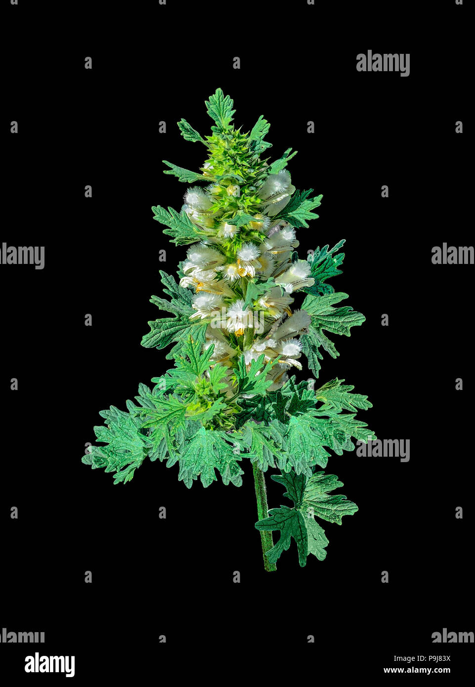 Blooming motherwort o Leonurus cardiaca - pianta medicinale su uno sfondo nero isolato. Altri nomi: throw-wort, Lion's orecchio e Leone la coda, materie m Foto Stock