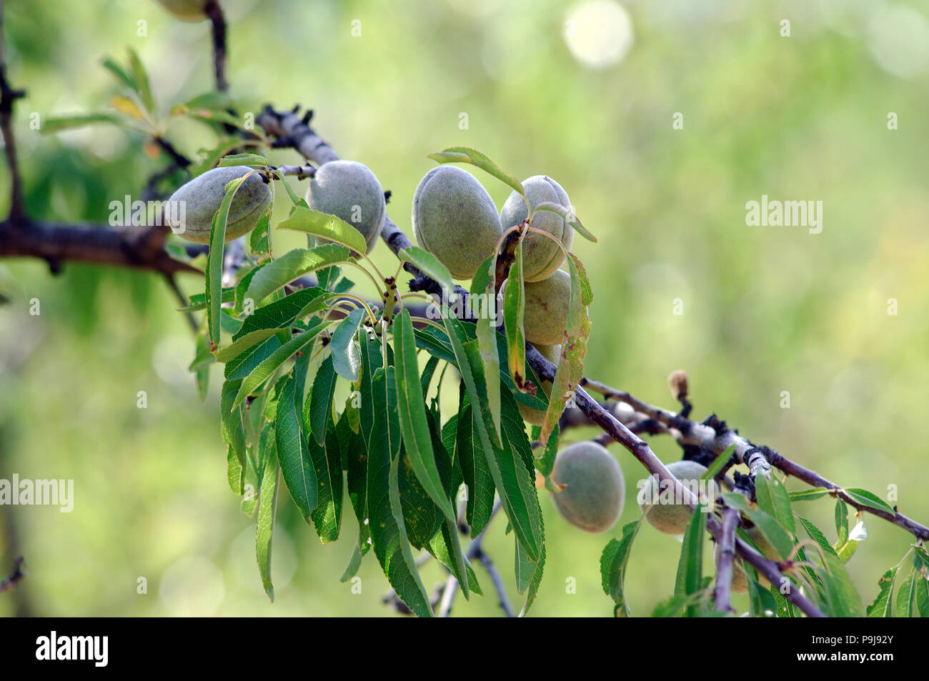 Mandorla dolce - Amande douce - Amygdalis communis - Prunus communis - Prunus dulcis - Prunus amygdalis Foto Stock