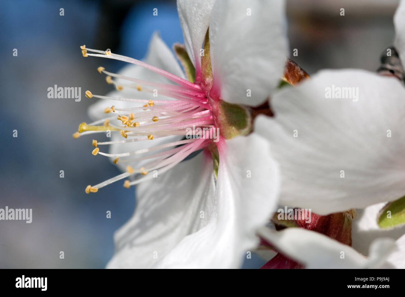 Mandel mandorla, fiore (Prunus dulcis), Francia Foto Stock