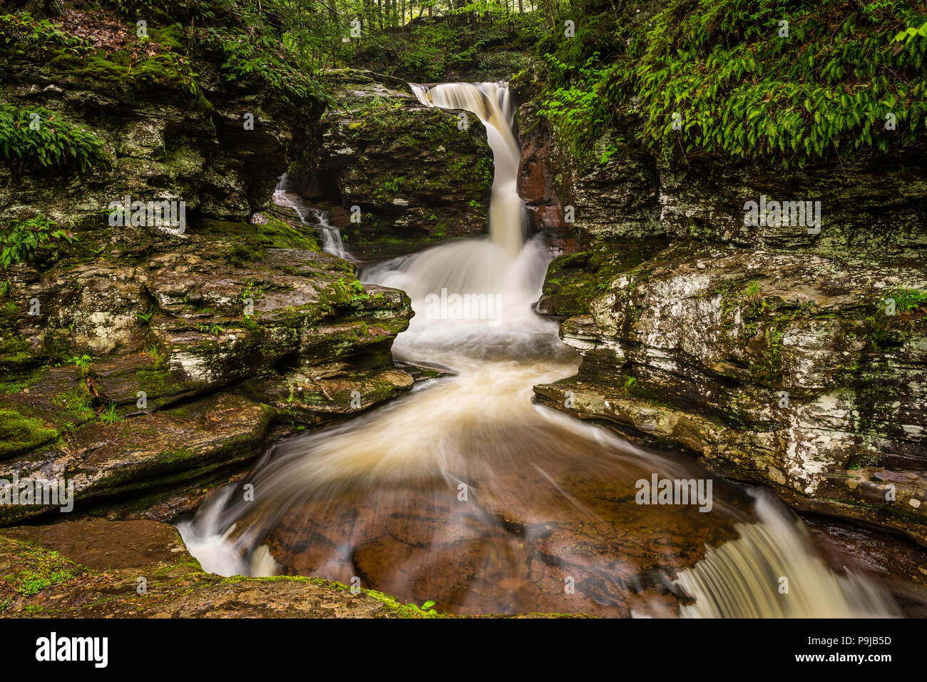 Adams cade Bridal-Veil cascata dello scivolo, Rickett's Glen State Park, Pennsylvania, STATI UNITI D'AMERICA Foto Stock