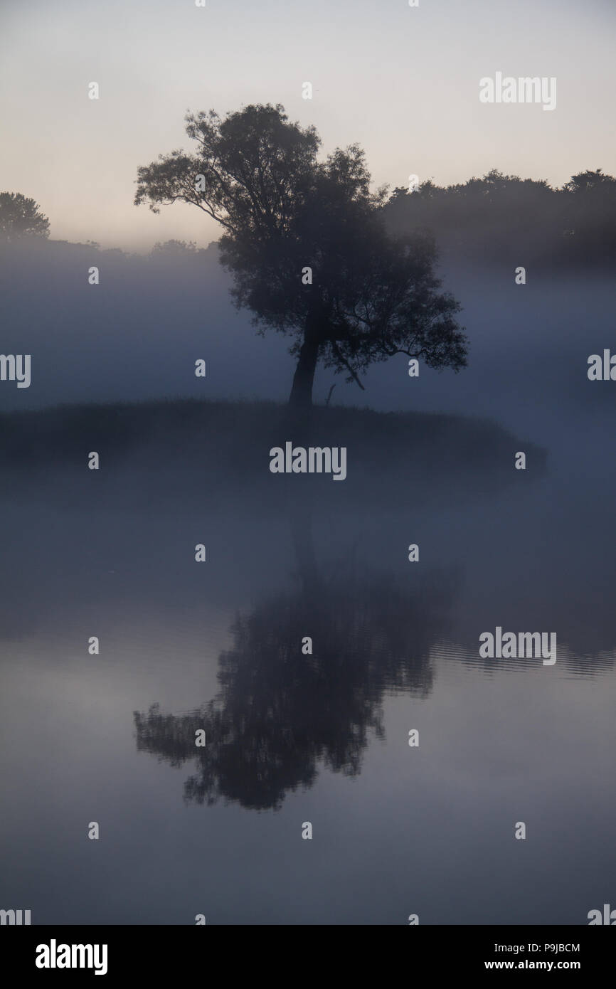 Misty tranquillo lago - nebbia che circonda albero nero è refecting in acqua nella misteriosa isola nella foresta - atmosferico pittoresca immagine artistica in Foto Stock