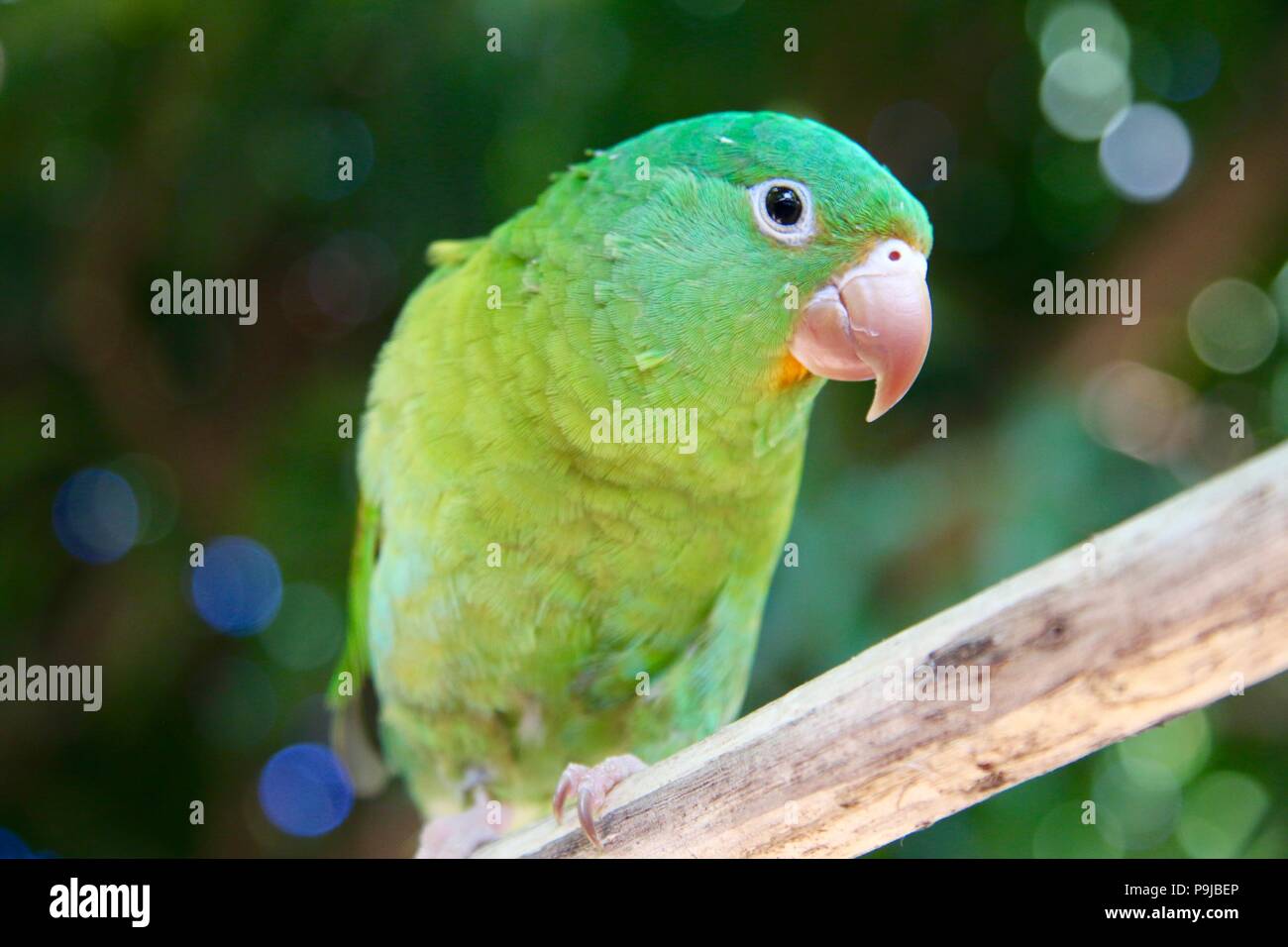 Piccolo pappagallo verde seduto su un pesce persico Foto Stock