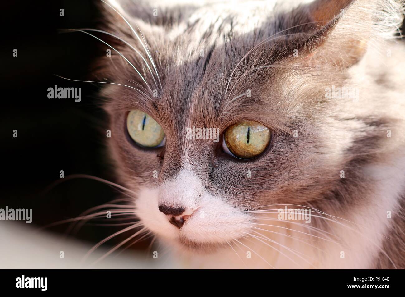 Capelli lunghi grigio e bianco gatto il viso e gli occhi Foto Stock