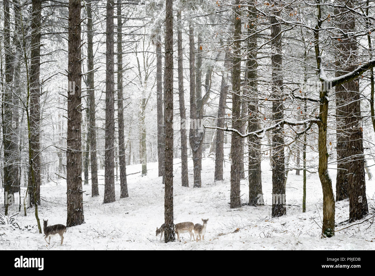 Daini (Dama Dama), rovistando in una coperta di neve in inverno, foresta Amsterdamse waterleiding duinen, Paesi Bassi. Foto Stock