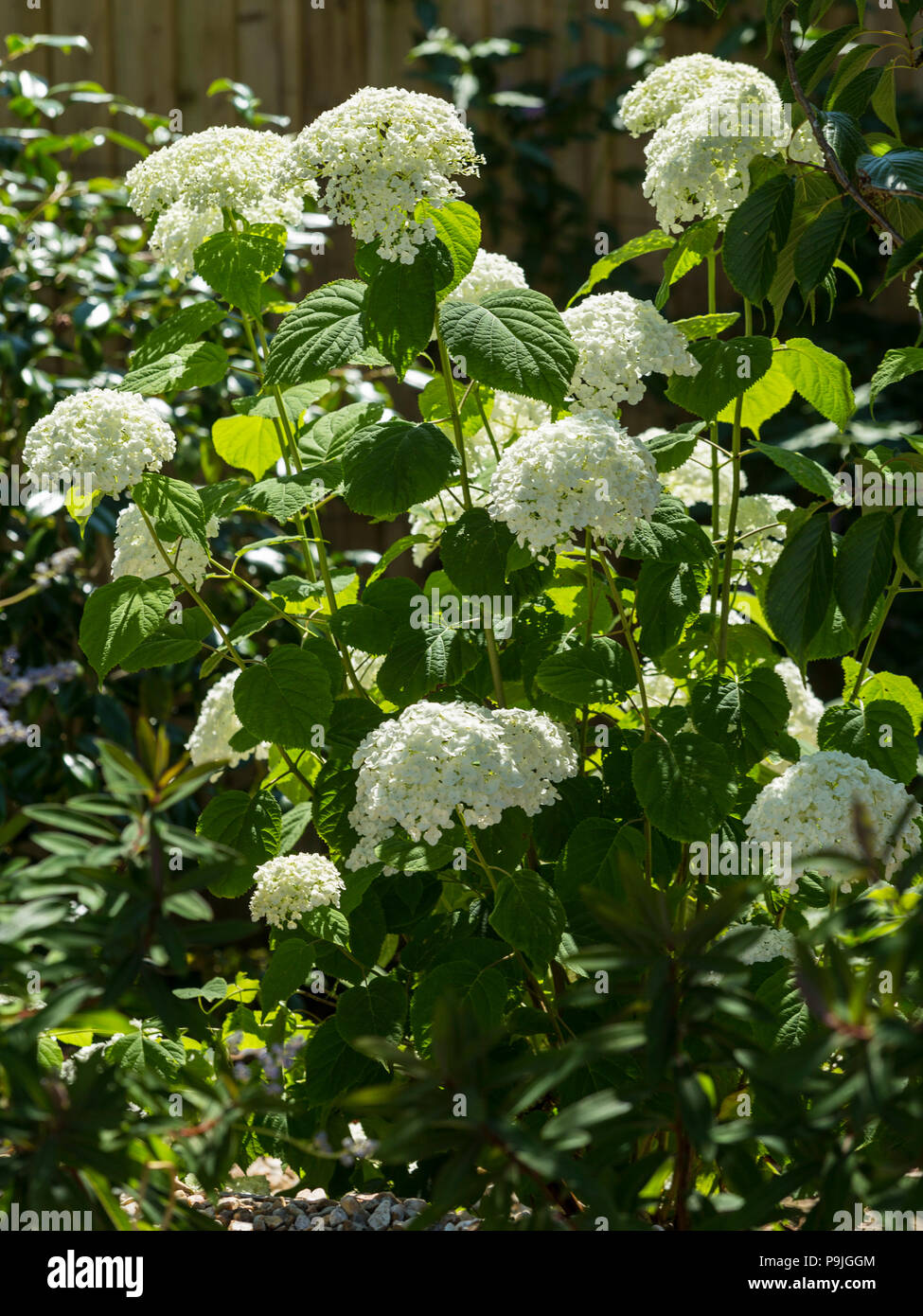 Forte delle ortensie Annabelle, grandi fiori bianchi Foto Stock