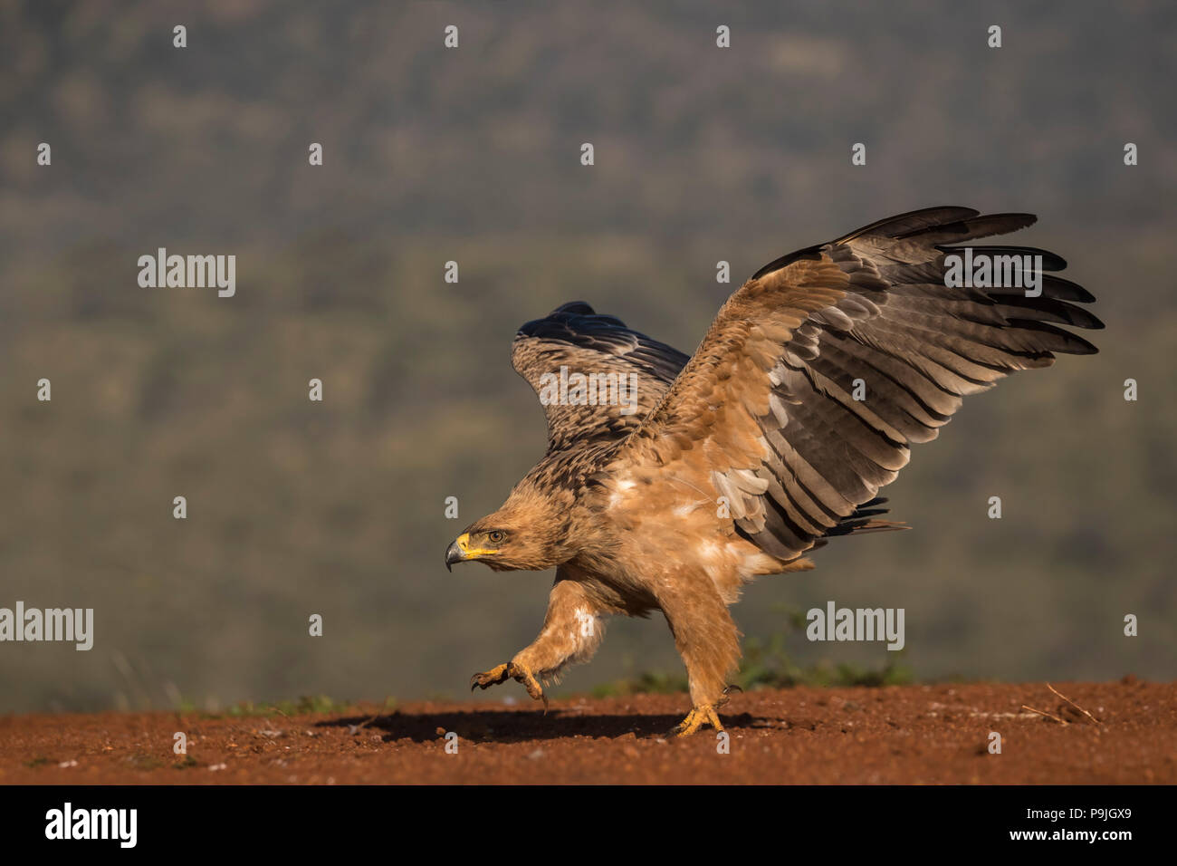 Bruno eagle (Aquila rapax), Zimanga riserva privata, KwaZulu-Natal, in Sudafrica, Foto Stock