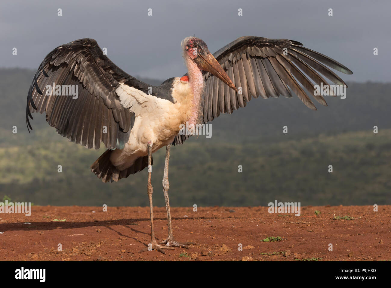 Marabou (Leptoptilos crumenifer), Zimanga riserva privata, KwaZulu-Natal, Sud Africa Foto Stock