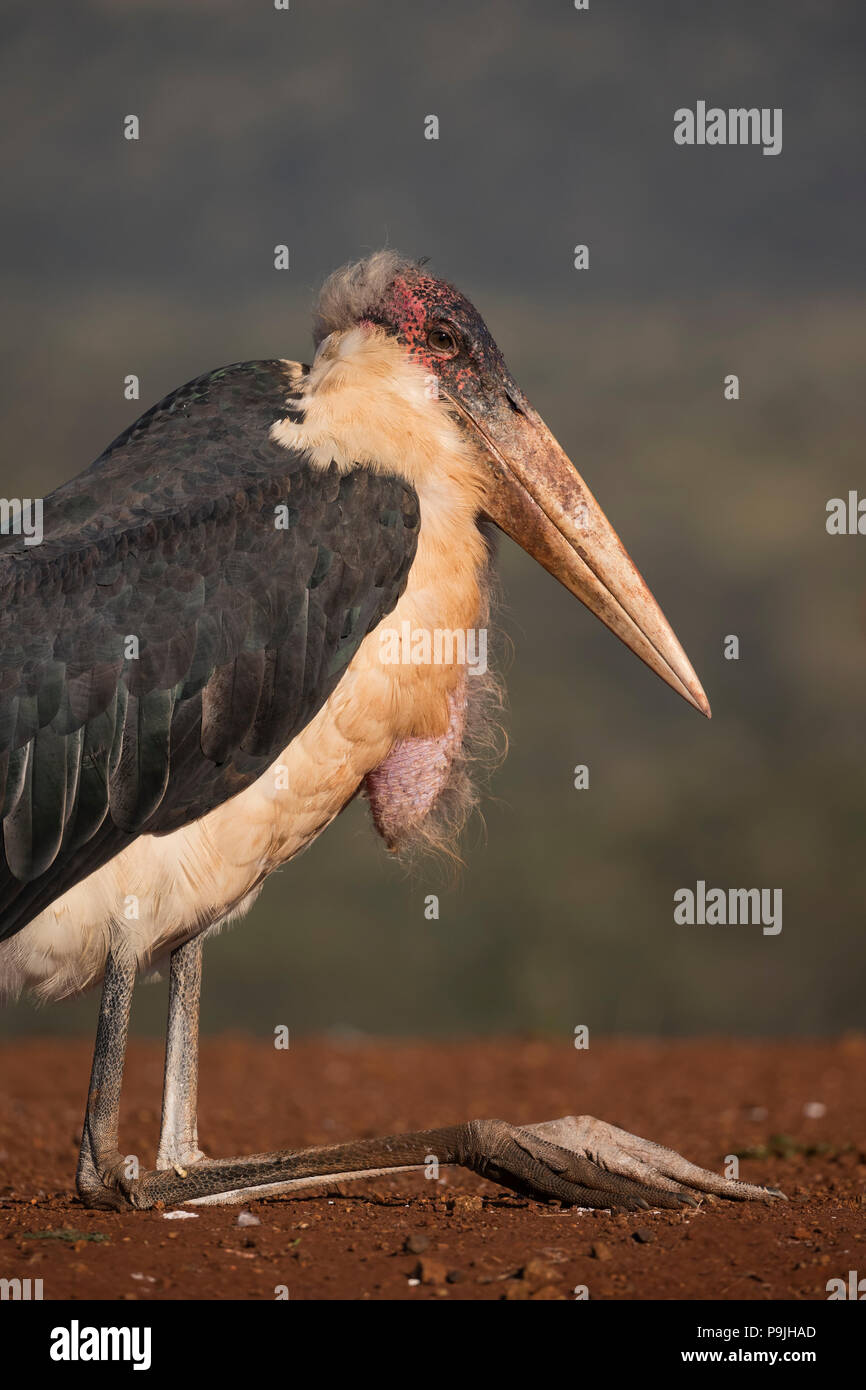 Marabou (Leptoptilos crumenifer) seduta, Zimanga riserva privata, KwaZulu-Natal, Sud Africa Foto Stock