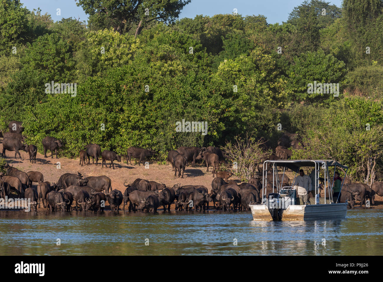 Barca-basato la fauna, fiume Chobe, Botswana Foto Stock