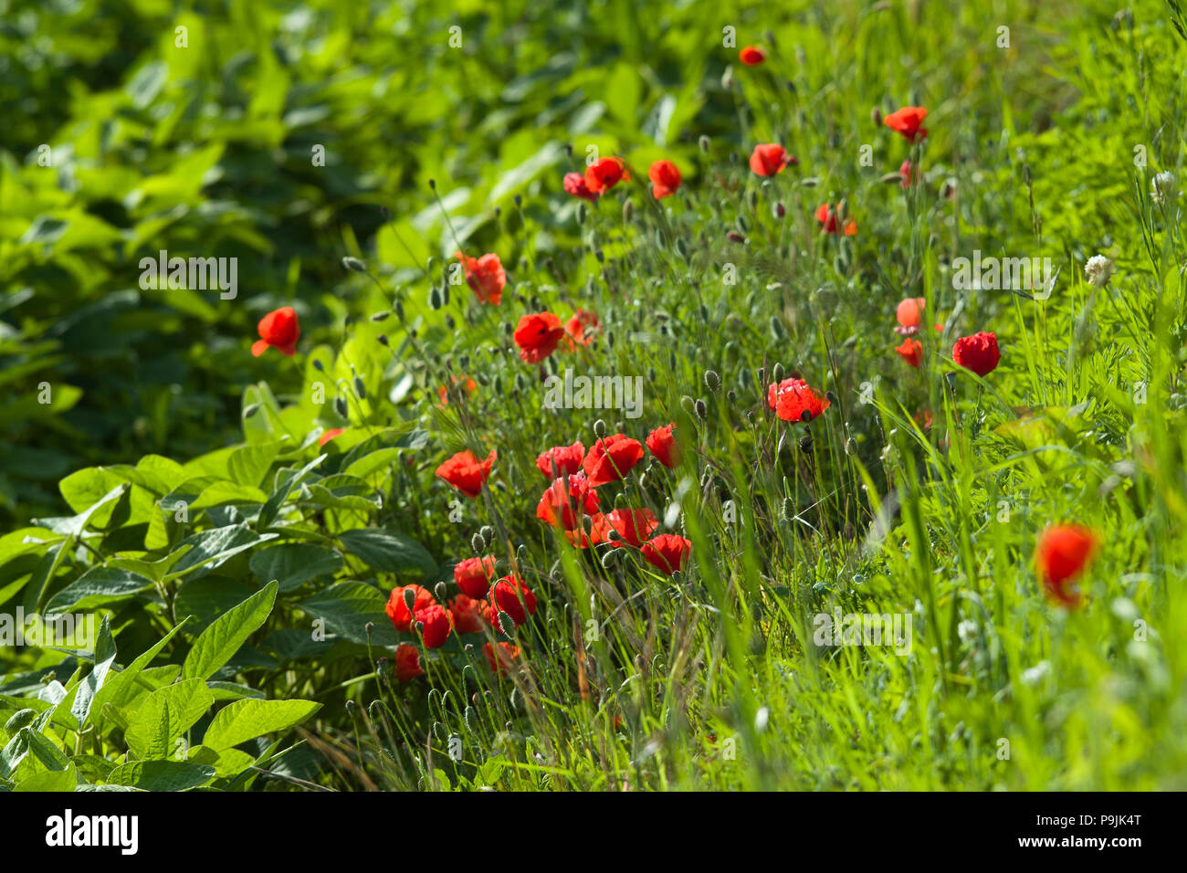 Il papavero cresce sul ciglio della strada su terreno coltivato in Lexos, parte della comunità di Varen, Tarn et Garonne, Occitanie, Francia in estate Foto Stock