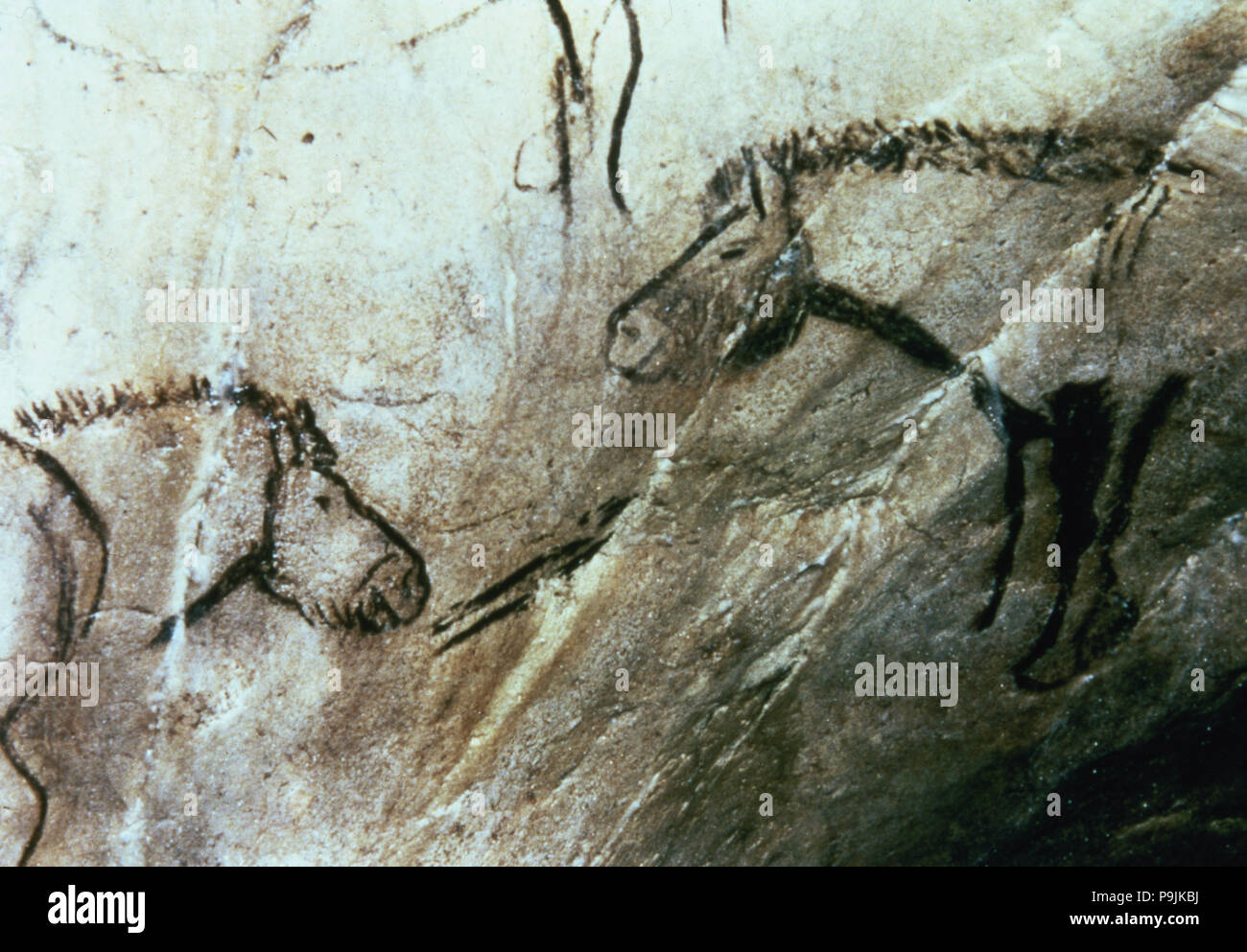 Cavalli barbuto in nero Hall (grotte Niaux) - pannello 3: essi sono tracciate in nero a tratteggio profil… Foto Stock