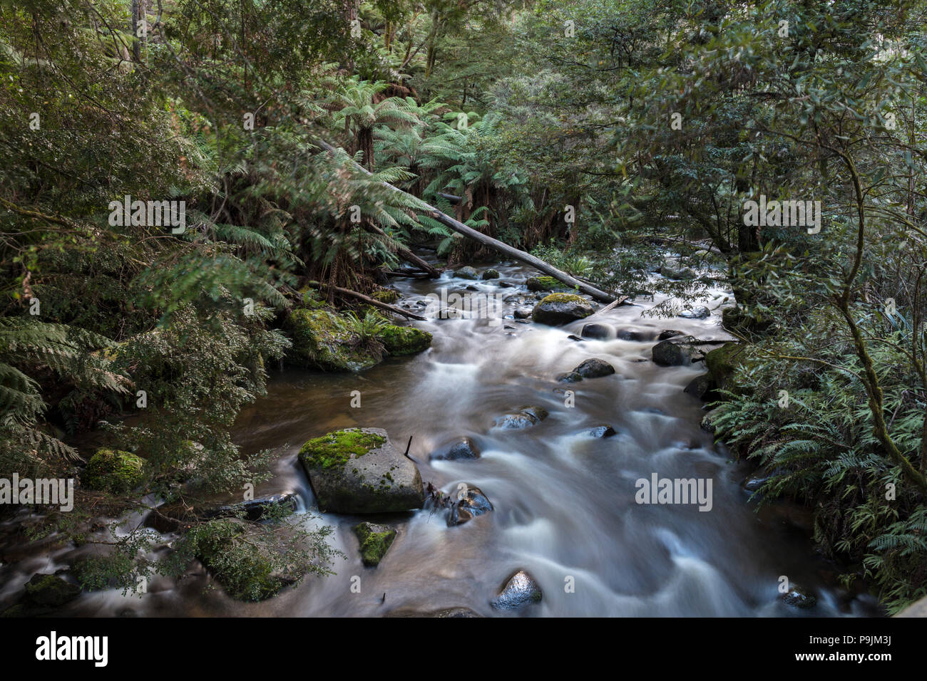 Fiume Taggerty Rapids, Marysville, Victoria, Australia Foto Stock