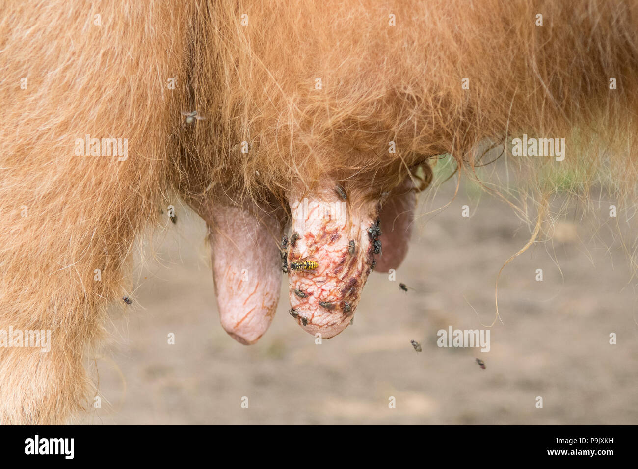 Lesioni del capezzolo - incrinato tettarelle di vacca sulla mucca highland Foto Stock