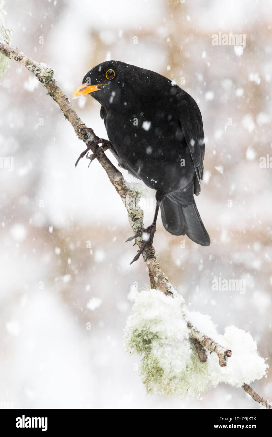 Merlo (Turdus Merula) arroccato su un lichene ramo coperto in inverno durante la nevicata - REGNO UNITO Foto Stock