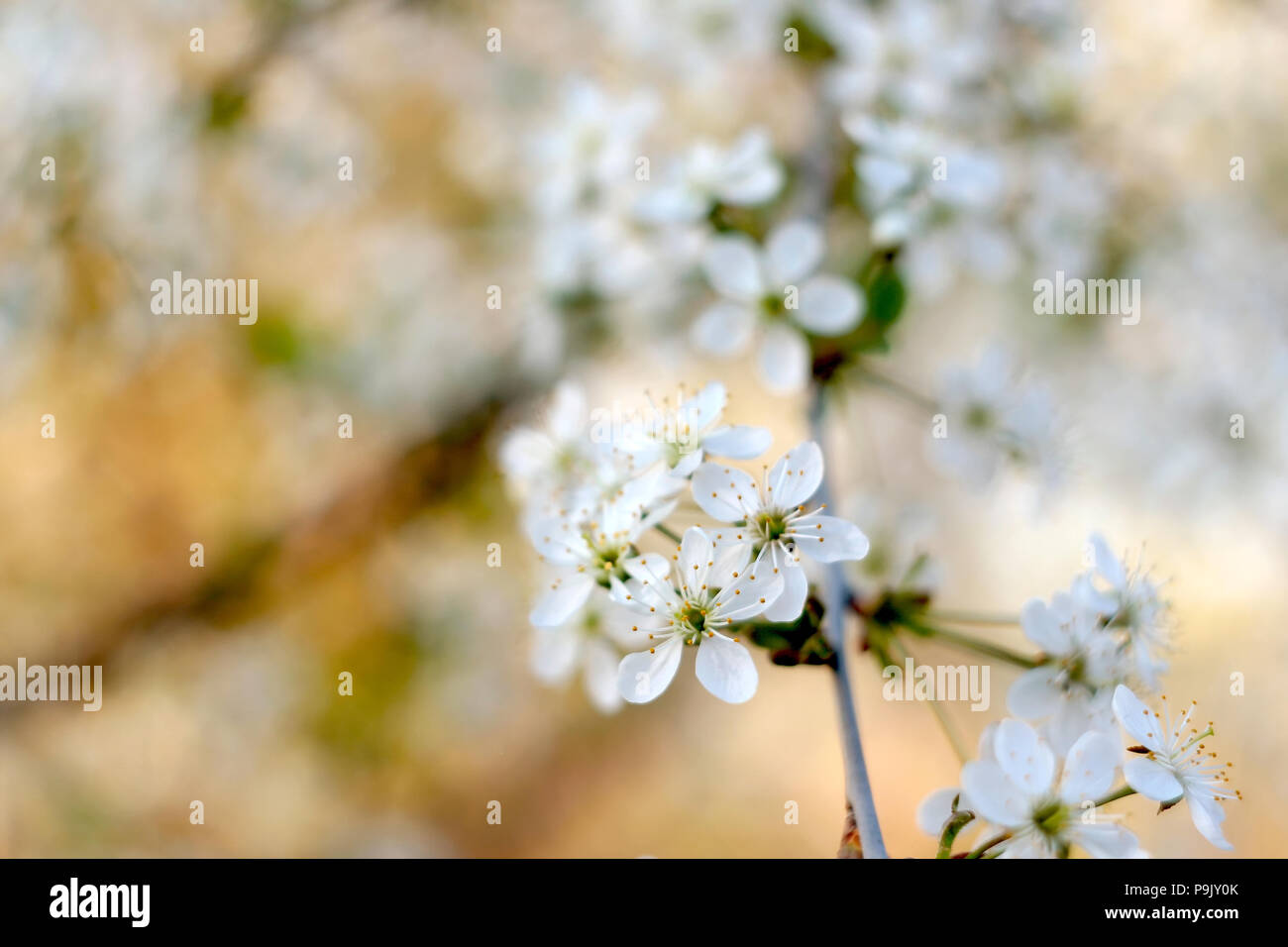 Fioritura del ramo di ciliegio con fiori di colore bianco Foto Stock