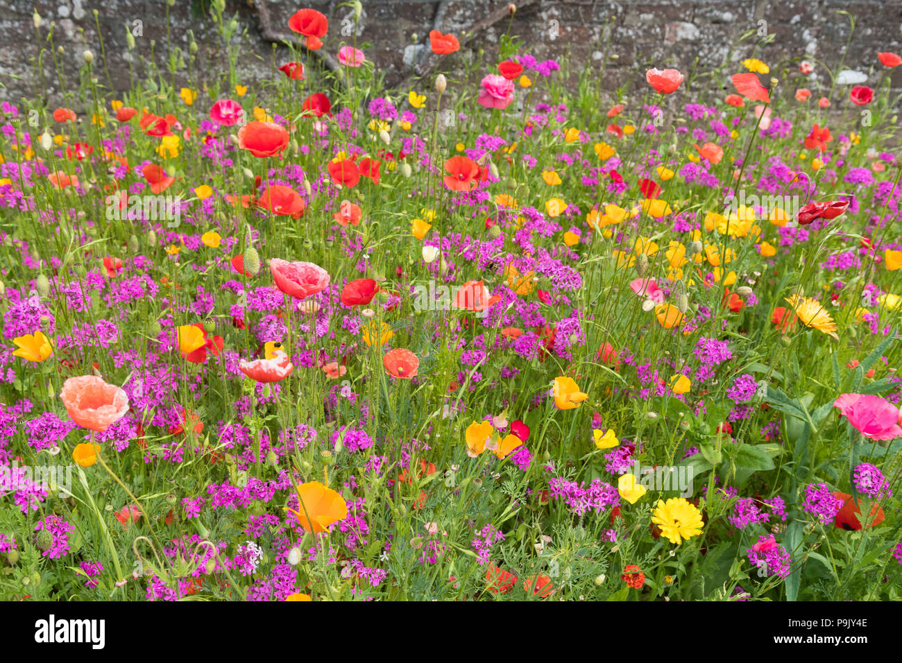 Misto fiori annuali Foto Stock