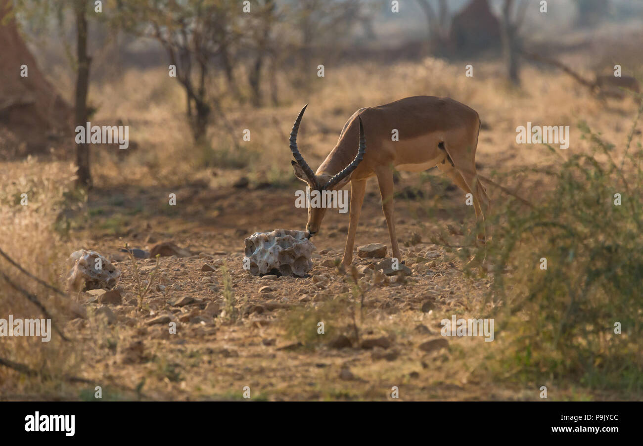 Singolo maschio Impala (Aepyceros melampus) anelope di ariete nelle leccette selvatiche in un cazzo di sale al Camp Elephant alla riserva di caccia di Erindi in Namibia Foto Stock