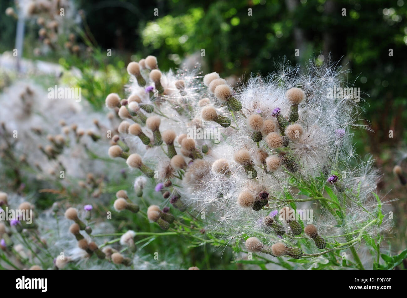 Appassì piante di Cirsium arvense, il creeping thistle con pelosa, paracadute simili semi Foto Stock