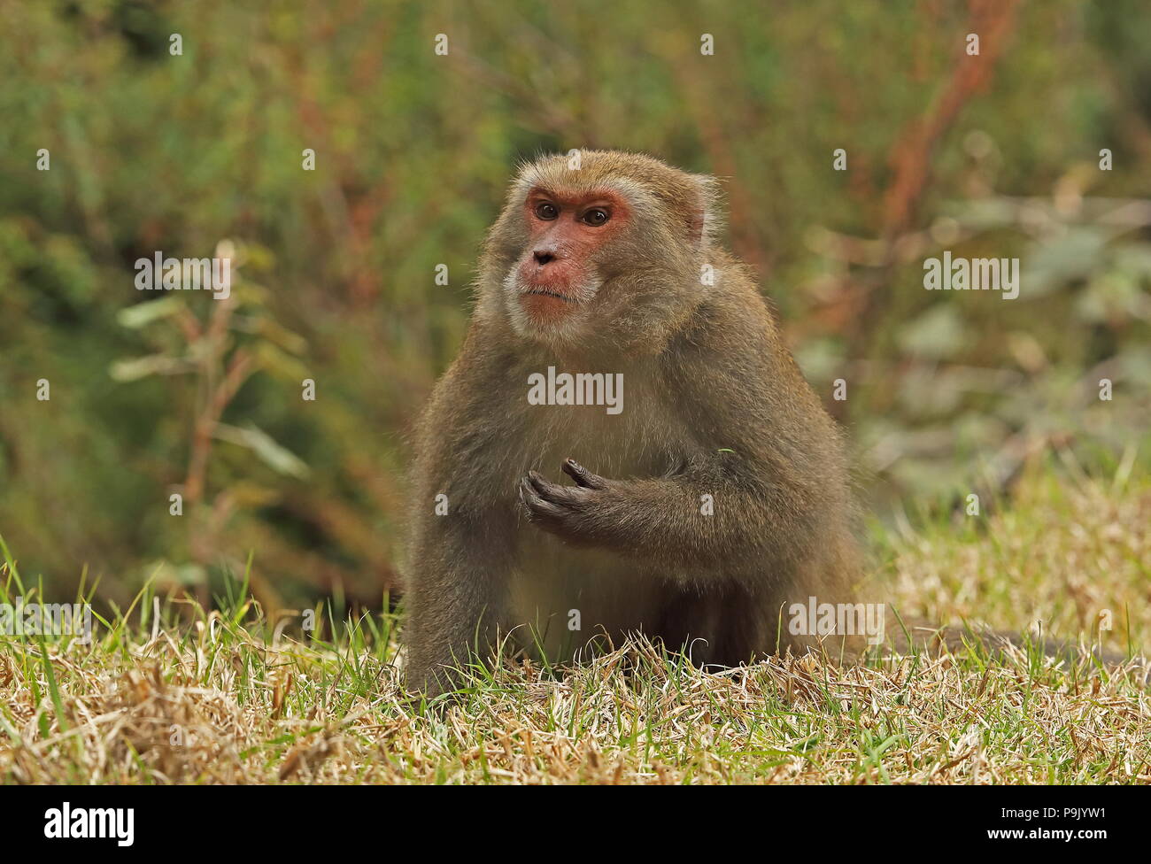 Macaco di Taiwan (Macaca cyclopis) adulto seduto sull'erba Dasyueshan National Forest, Taiwan Aprile Foto Stock