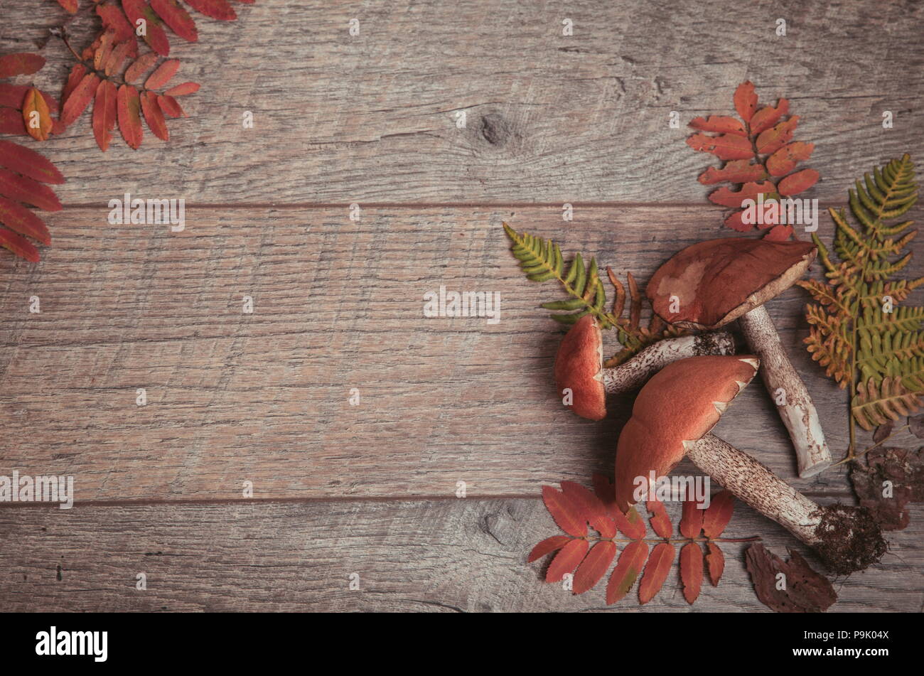 Wild funghi freschi su una tavola in legno rustico. Arancione Bolete betulla. Copyspace. Sfondo di autunno Foto Stock