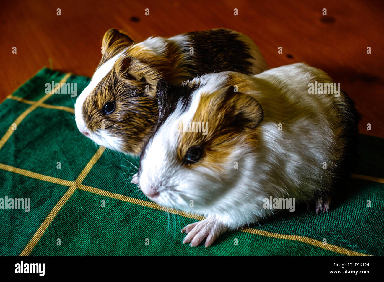 Un paio di cavie seduto su un tavolo Foto Stock