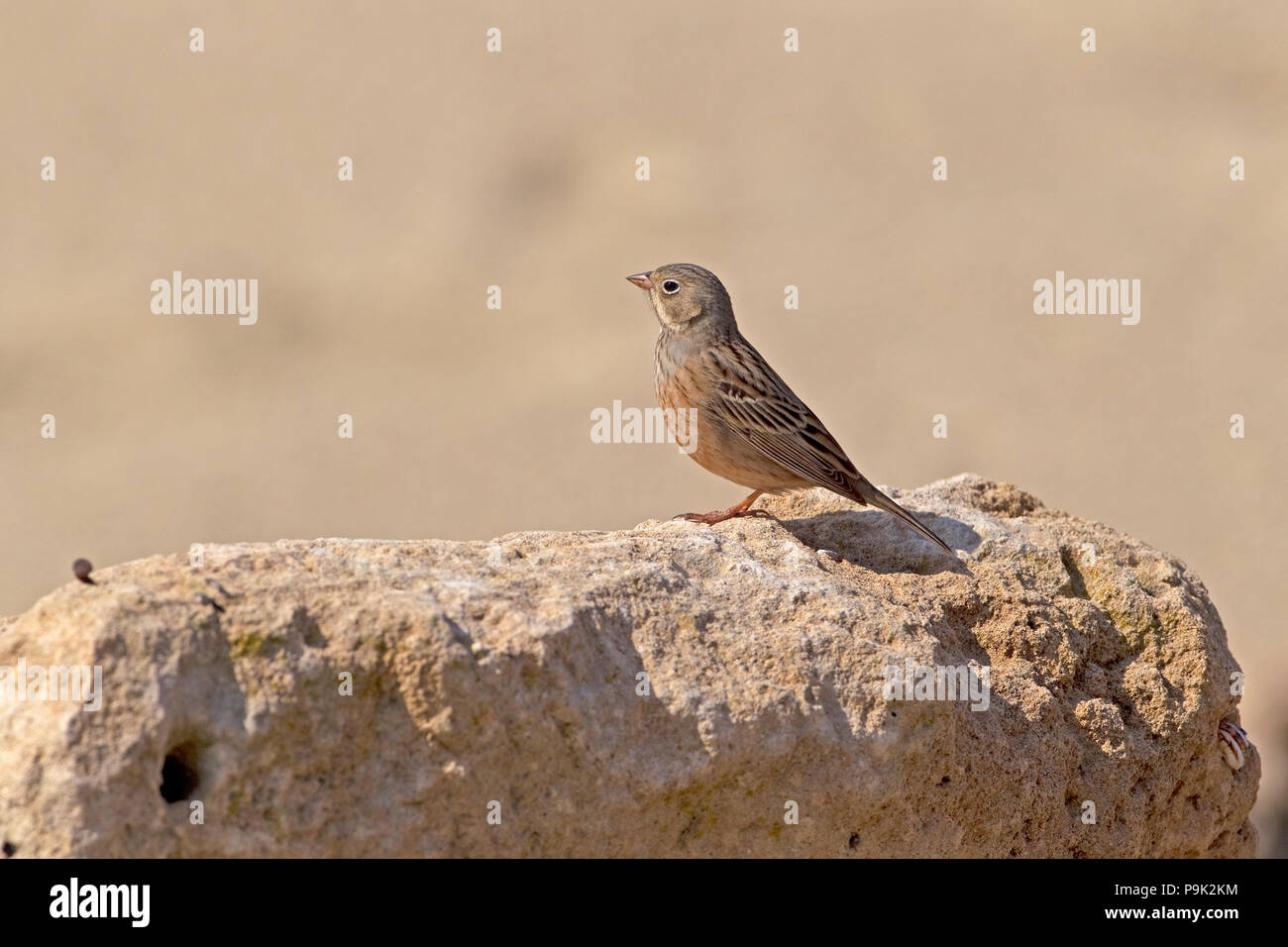 Cretzschmar's Bunting (Emberiza caesia) Foto Stock