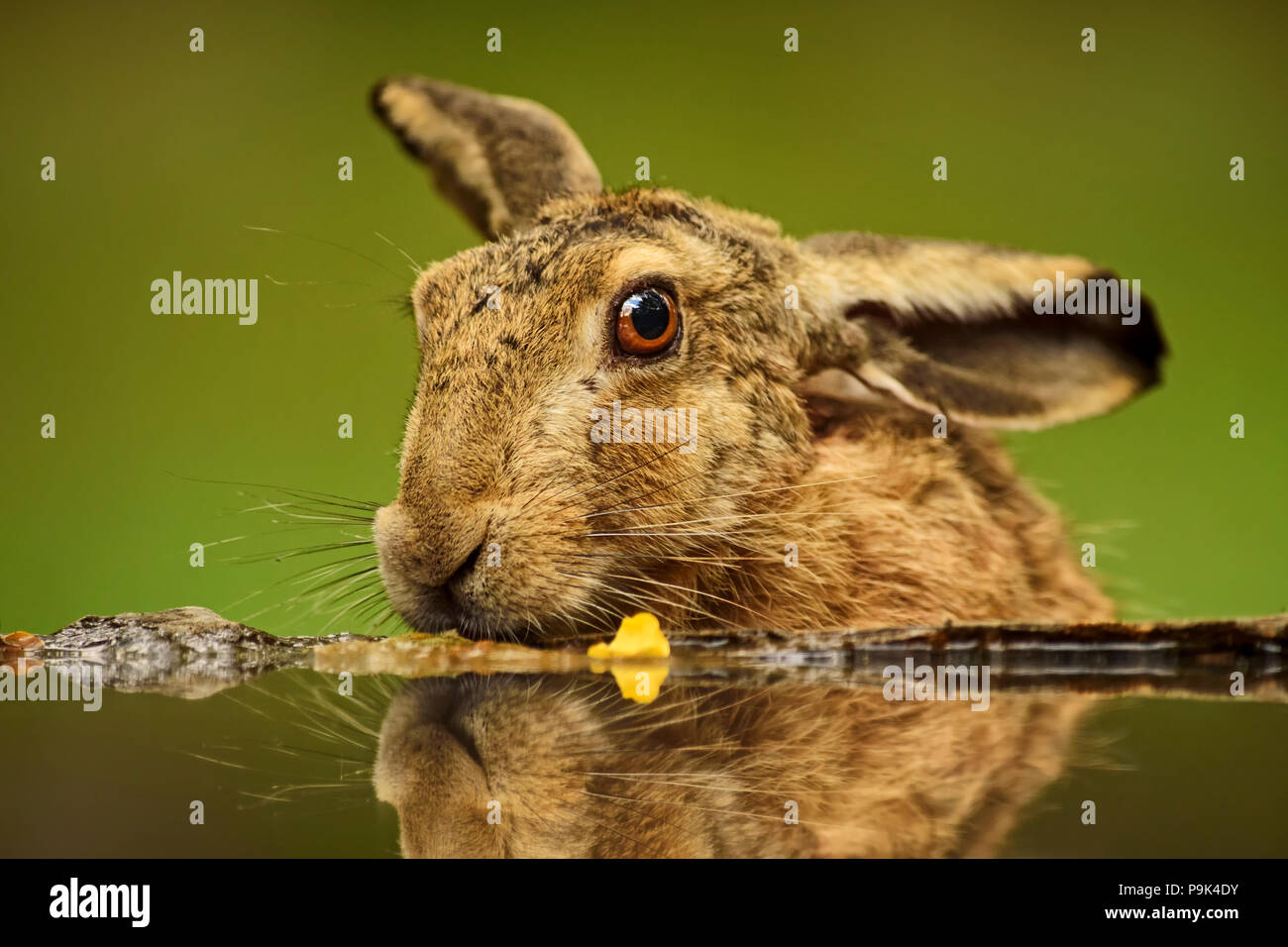 Europea - lepre Lepus europaeus, lepre comune da praterie europee, prati e campi. Foto Stock