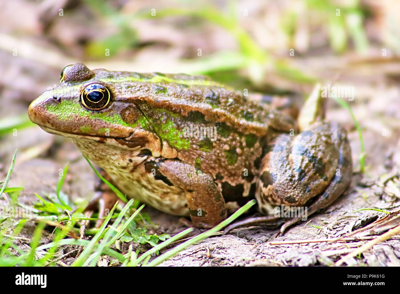 La rana di palude (Pelophylax ridibundus appartiene alla famiglia di vera rane) nel fango Foto Stock