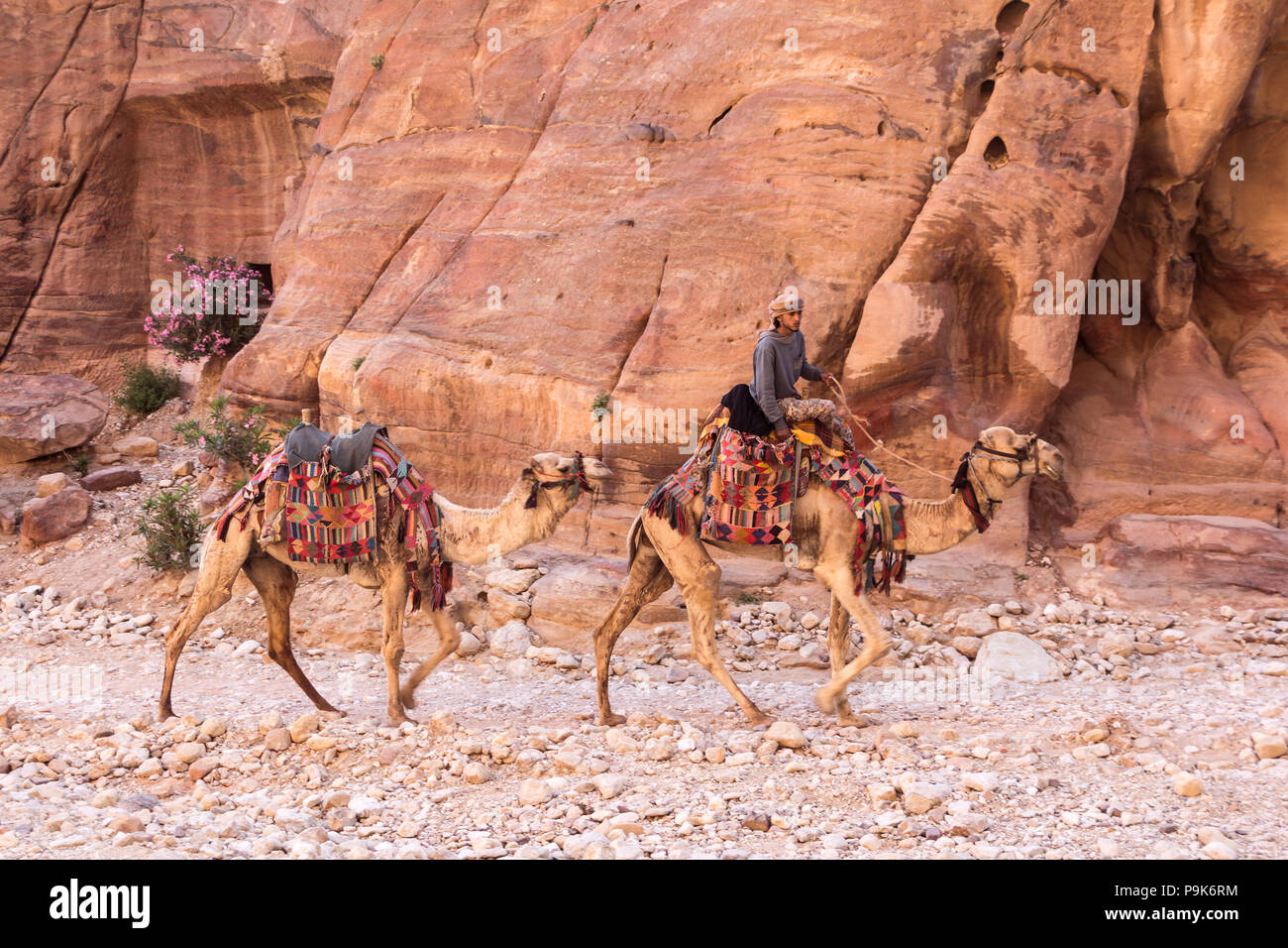 PETRA, GIORDANIA - Aprile 28, 2016: Beduino giovane in sella al suo cammello in Petra Giordania Foto Stock