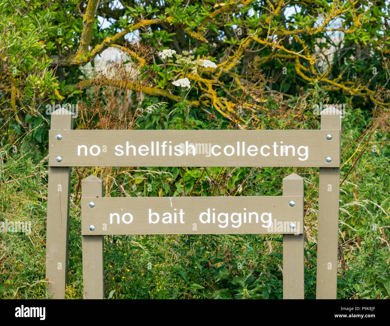 Segni di legno dicendo no la raccolta di molluschi e crostacei e non esca, di scavo a Aberlady Bay, East Lothian, Scozia, Regno Unito Foto Stock