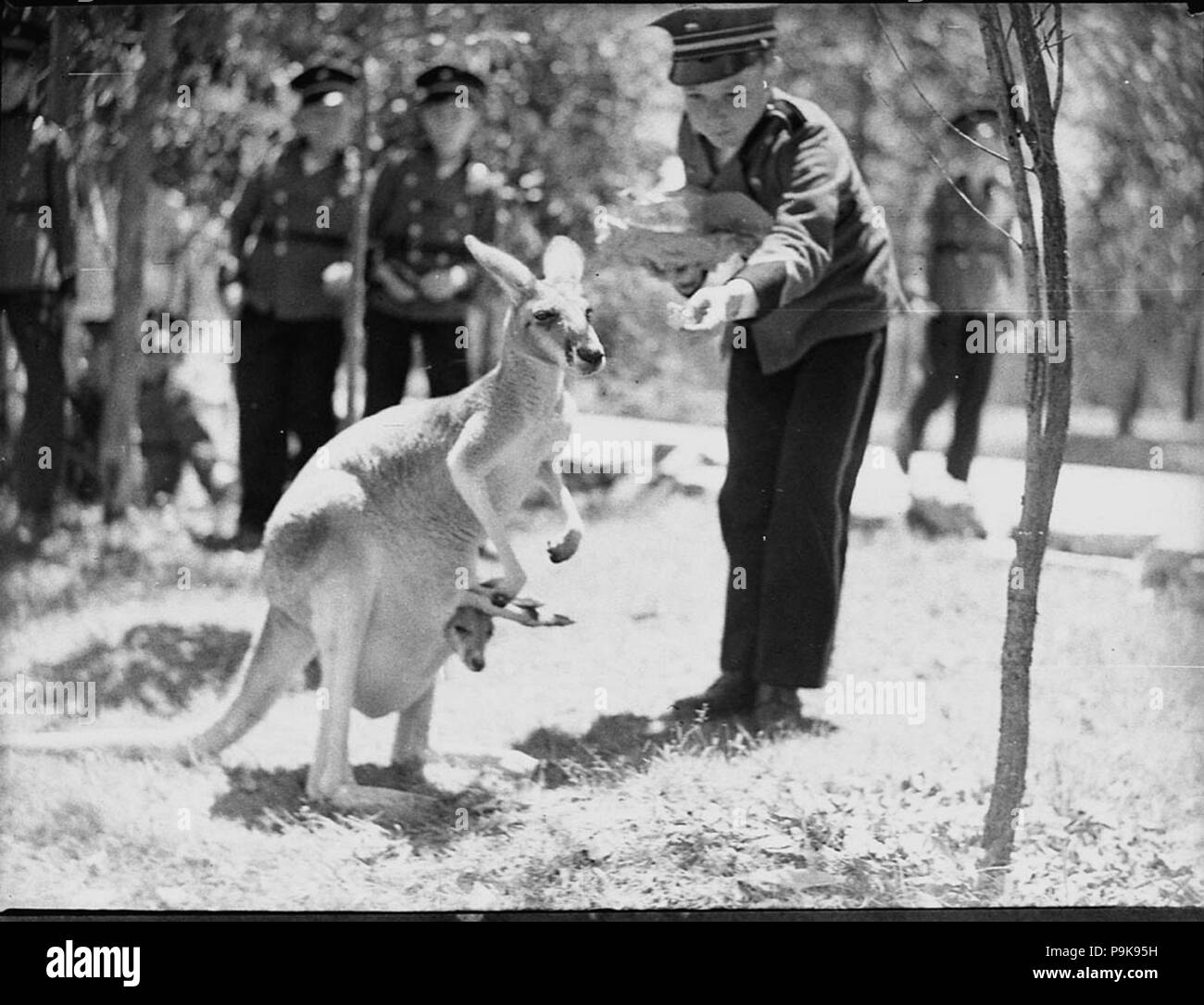 241 15757 SLNSW Adelaide Boys Band presso il parco dei Koala Foto Stock