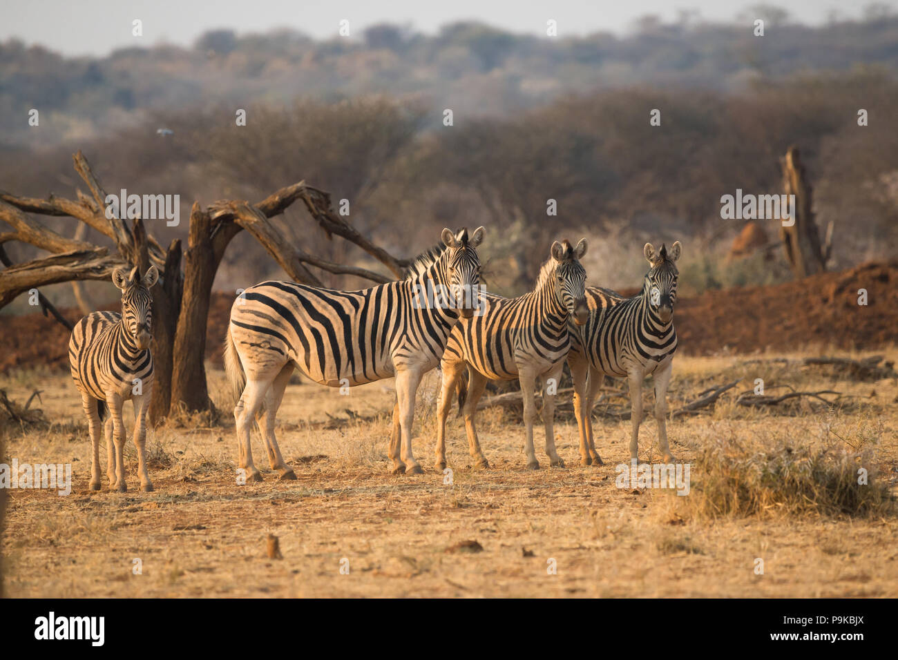 Piccolo gruppo di Zebra o zebre nella luce soffusa del tramonto in fila alla riserva di caccia di Erindi in Namibia, Africa Foto Stock