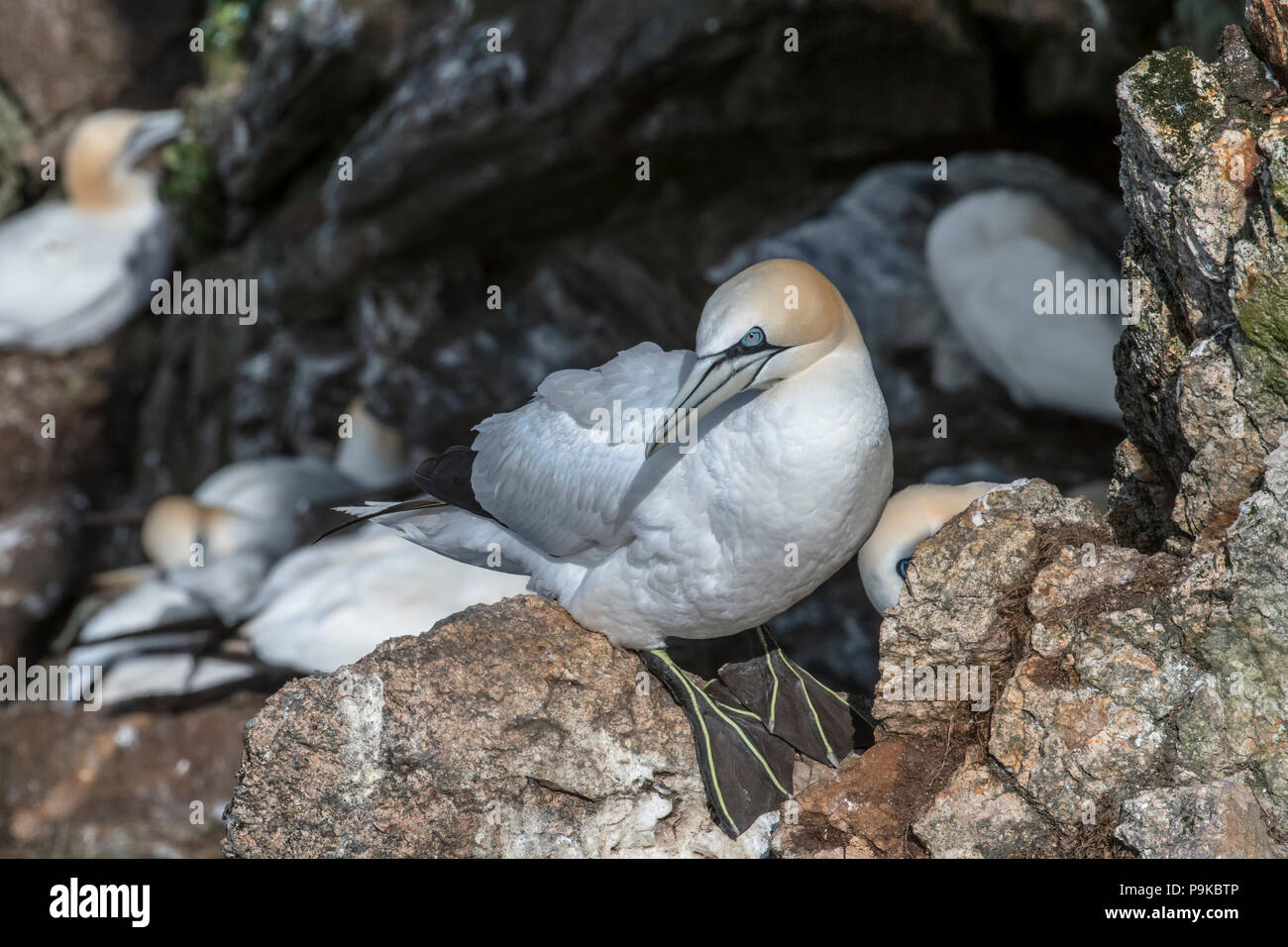 Northern sule (Morus bassanus) allevamento su nidi nella scogliera sul mare a colonia di pinguini in primavera, Hermaness, Unst, isole Shetland, Scotland, Regno Unito Foto Stock